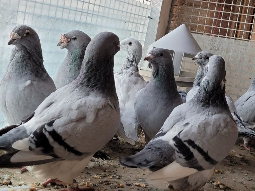  - 0 - 16 dec 2021 Voiajori standard