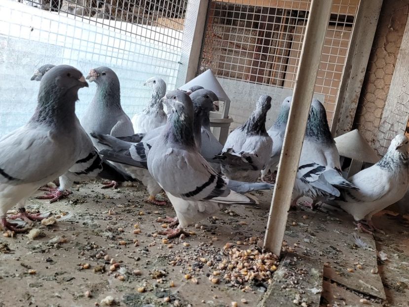  - 0 - 16 dec 2021 Voiajori standard