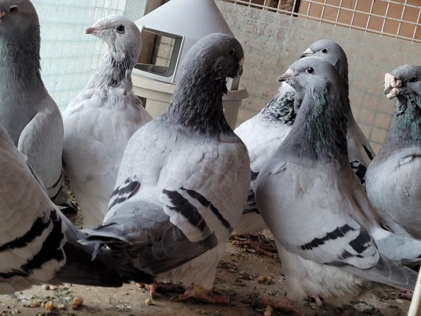  - 0 - 16 dec 2021 Voiajori standard