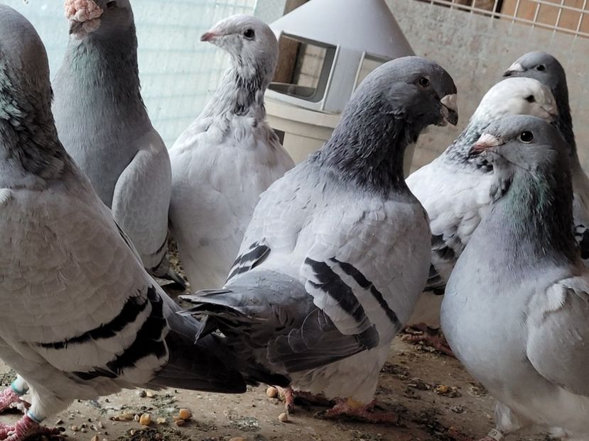  - 0 - 16 dec 2021 Voiajori standard