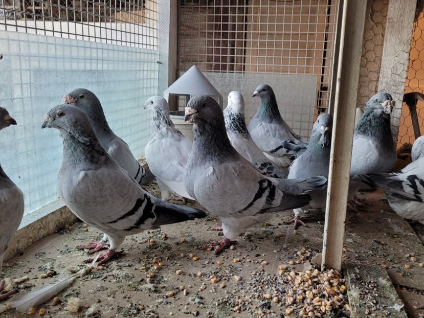  - 0 - 16 dec 2021 Voiajori standard