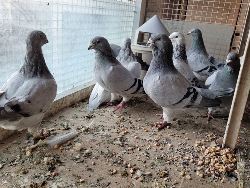  - 0 - 16 dec 2021 Voiajori standard