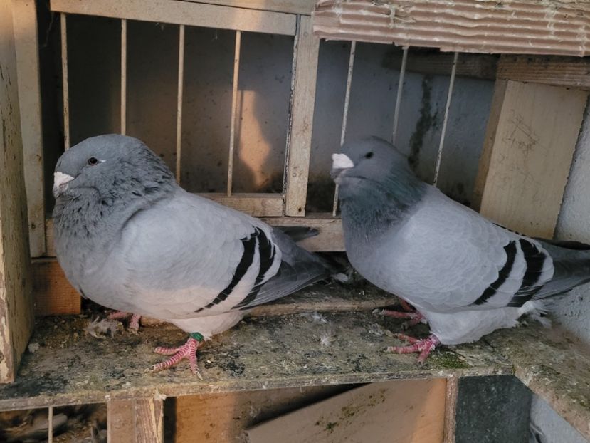  - 0 - 16 dec 2021 Voiajori standard