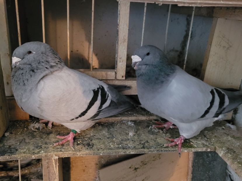  - 0 - 16 dec 2021 Voiajori standard