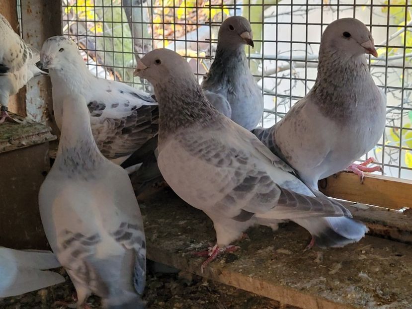  - 0 - 16 dec 2021 Voiajori standard