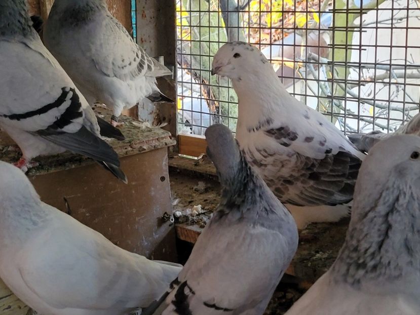  - 0 - 16 dec 2021 Voiajori standard