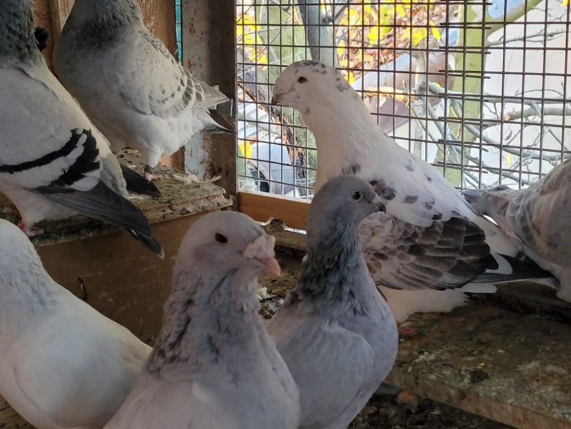  - 0 - 16 dec 2021 Voiajori standard