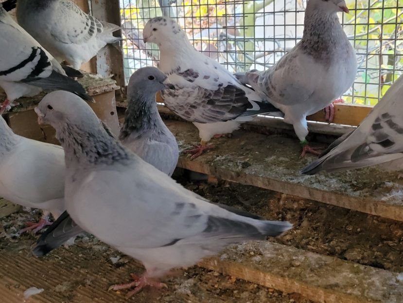  - 0 - 16 dec 2021 Voiajori standard