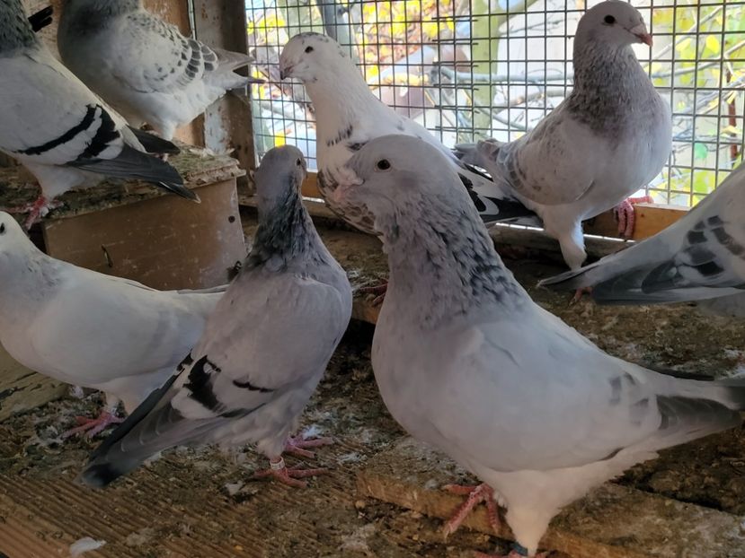  - 0 - 16 dec 2021 Voiajori standard