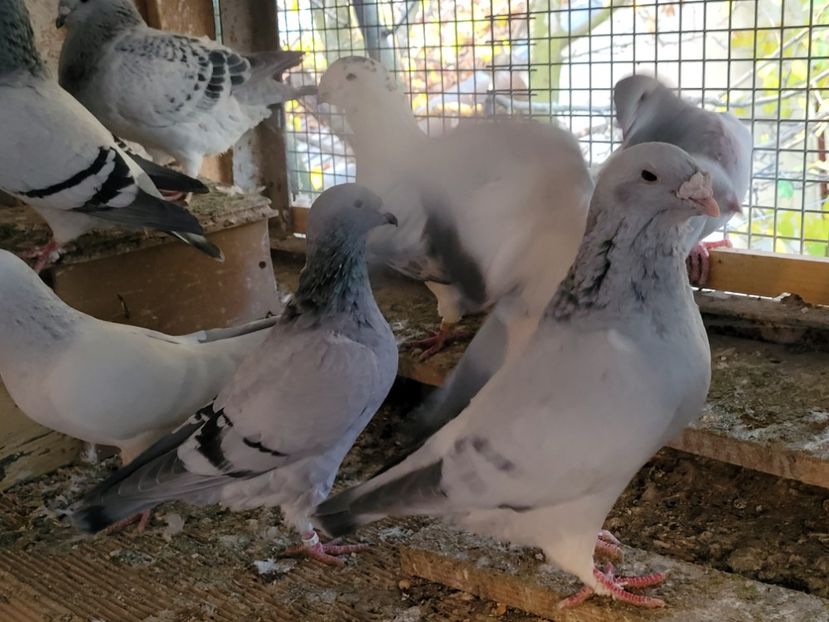  - 0 - 16 dec 2021 Voiajori standard