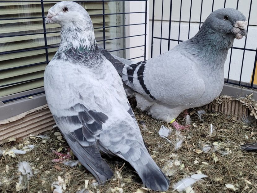  - 0 - 16 dec 2021 Voiajori standard