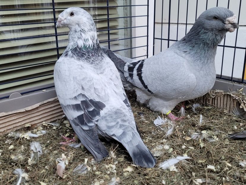  - 0 - 16 dec 2021 Voiajori standard