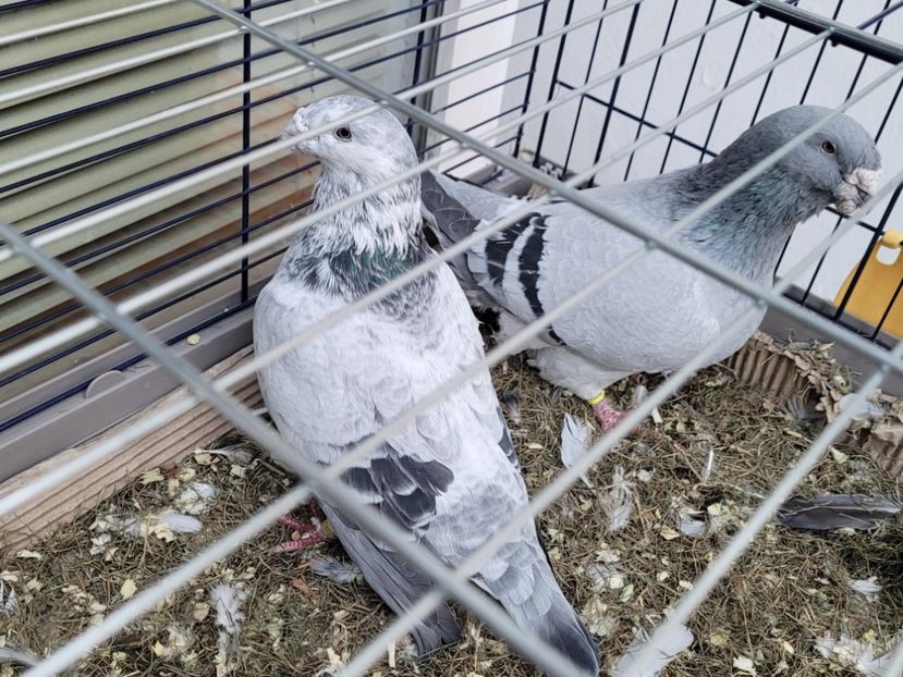  - 0 - 16 dec 2021 Voiajori standard