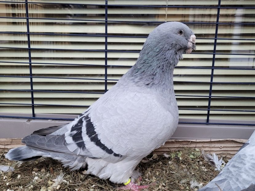  - 0 - 16 dec 2021 Voiajori standard