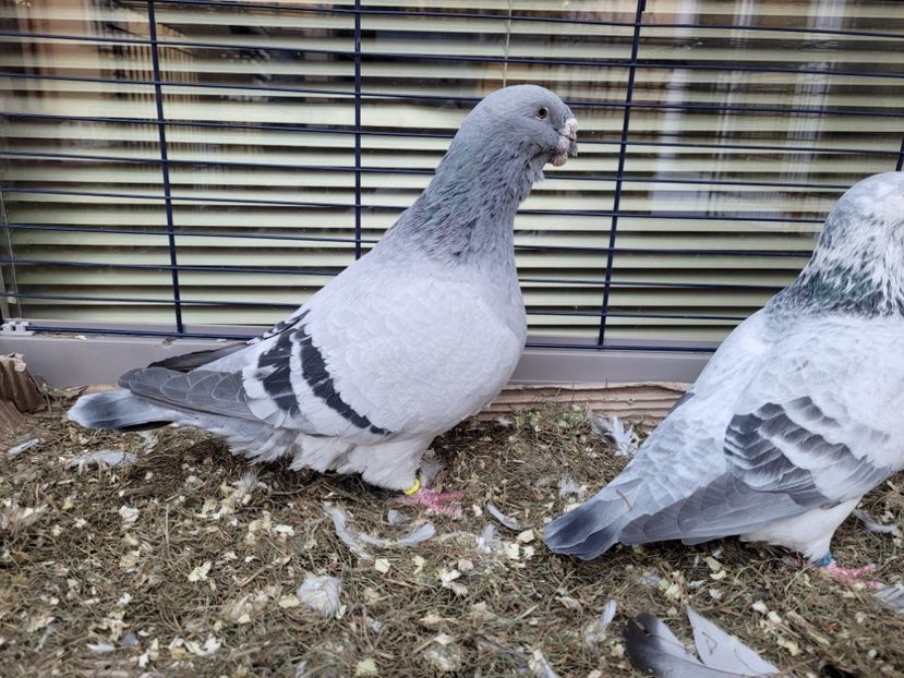  - 0 - 16 dec 2021 Voiajori standard