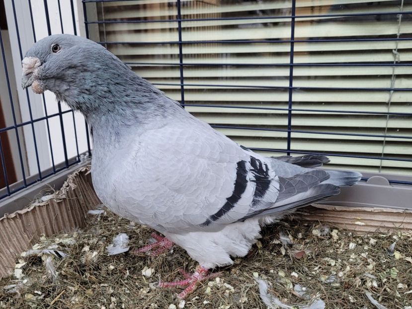  - 0 - 16 dec 2021 Voiajori standard