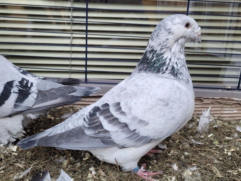  - 0 - 16 dec 2021 Voiajori standard