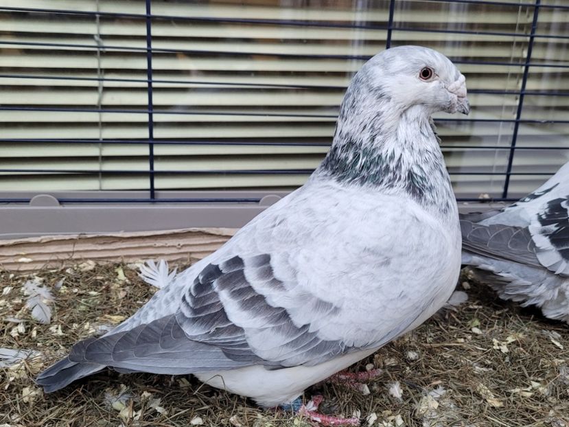  - 0 - 16 dec 2021 Voiajori standard