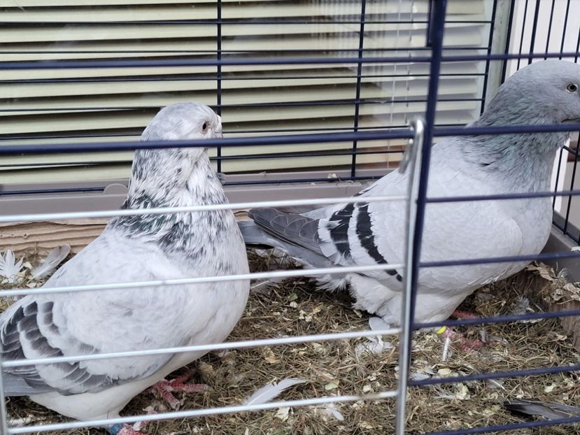  - 0 - 16 dec 2021 Voiajori standard