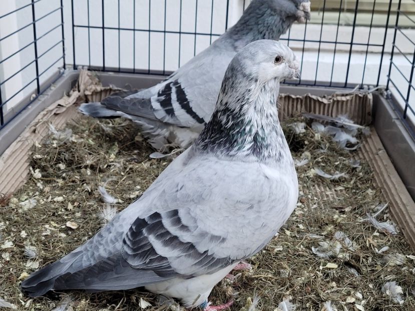  - 0 - 16 dec 2021 Voiajori standard