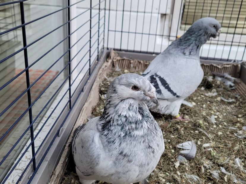  - 0 - 16 dec 2021 Voiajori standard