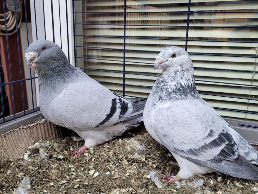  - 0 - 16 dec 2021 Voiajori standard