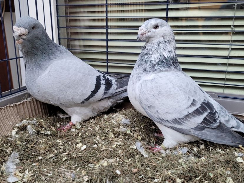  - 0 - 16 dec 2021 Voiajori standard