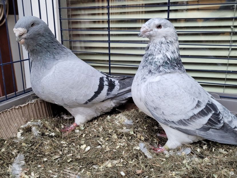  - 0 - 16 dec 2021 Voiajori standard