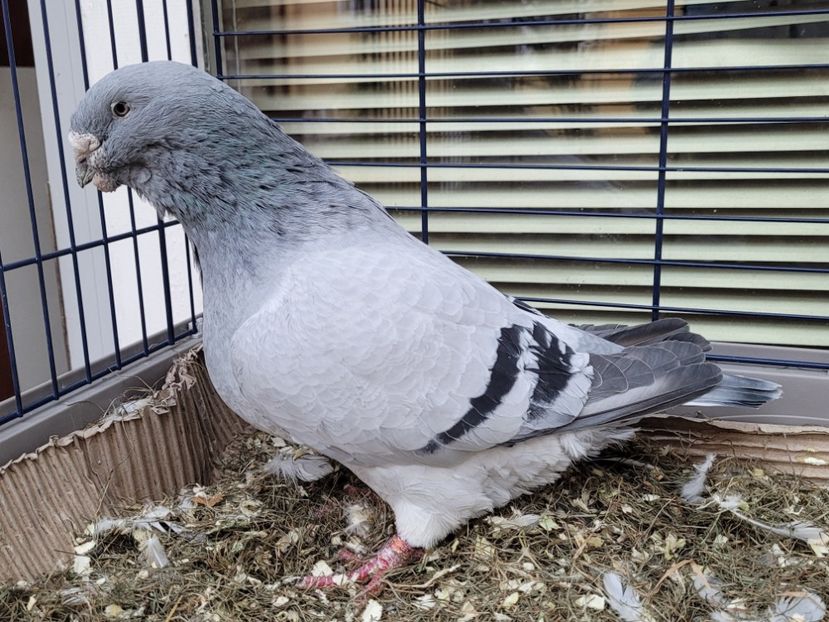  - 0 - 16 dec 2021 Voiajori standard