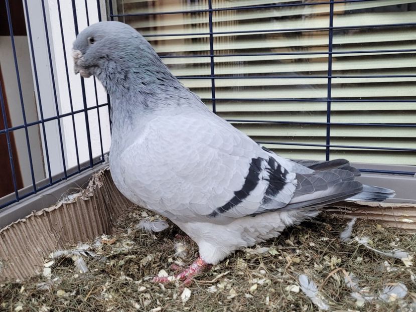  - 0 - 16 dec 2021 Voiajori standard