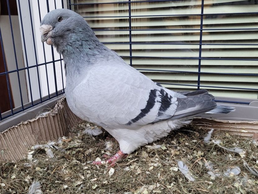  - 0 - 16 dec 2021 Voiajori standard