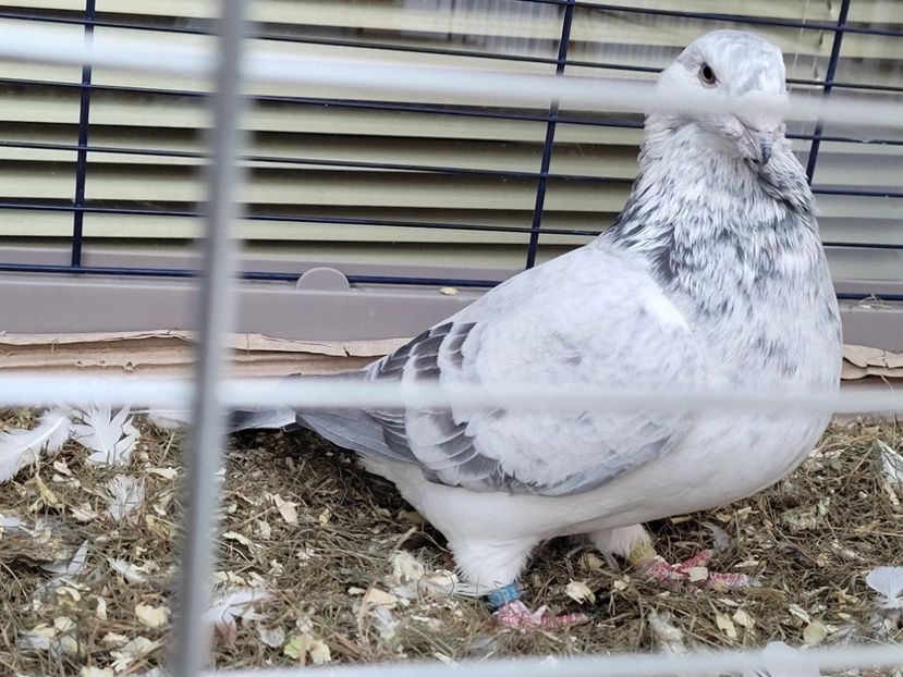  - 0 - 16 dec 2021 Voiajori standard