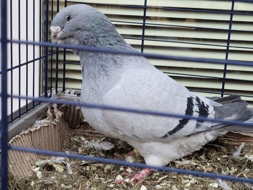  - 0 - 16 dec 2021 Voiajori standard