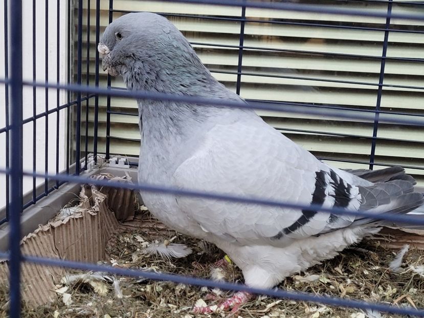  - 0 - 16 dec 2021 Voiajori standard