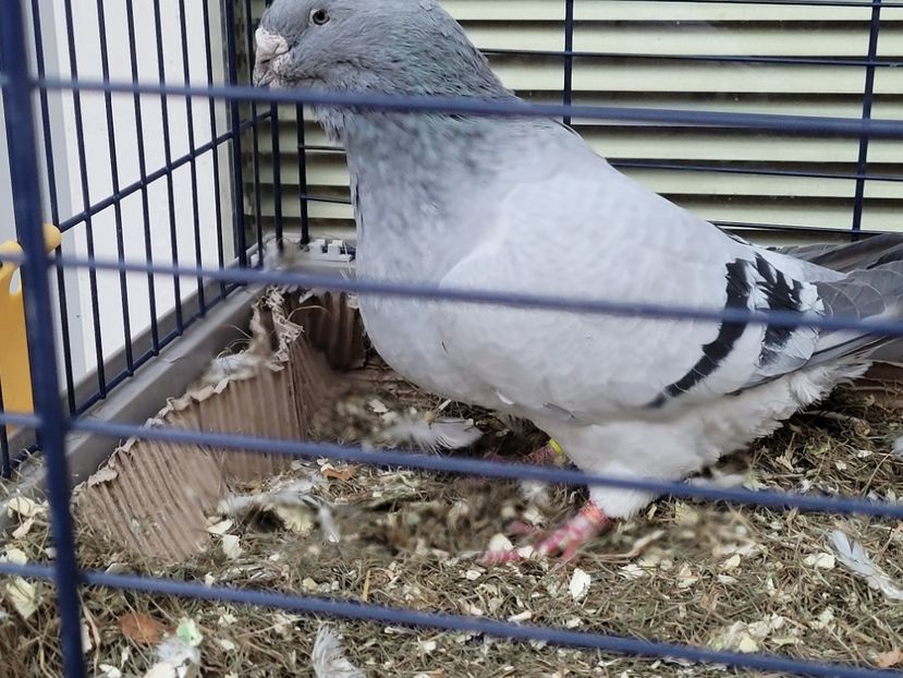  - 0 - 16 dec 2021 Voiajori standard