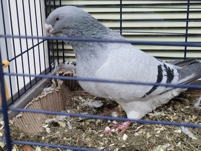  - 0 - 16 dec 2021 Voiajori standard