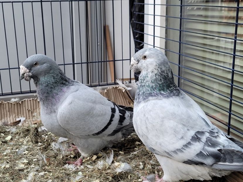  - 0 - 16 dec 2021 Voiajori standard