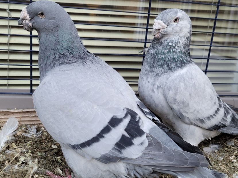  - 0 - 16 dec 2021 Voiajori standard