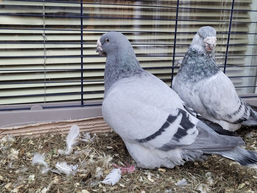  - 0 - 16 dec 2021 Voiajori standard