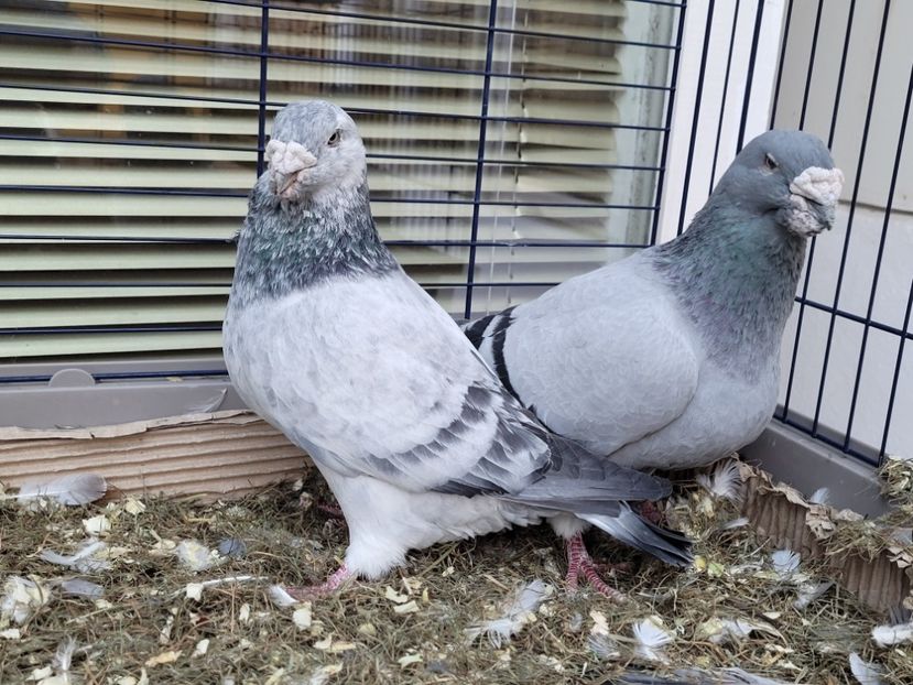  - 0 - 16 dec 2021 Voiajori standard