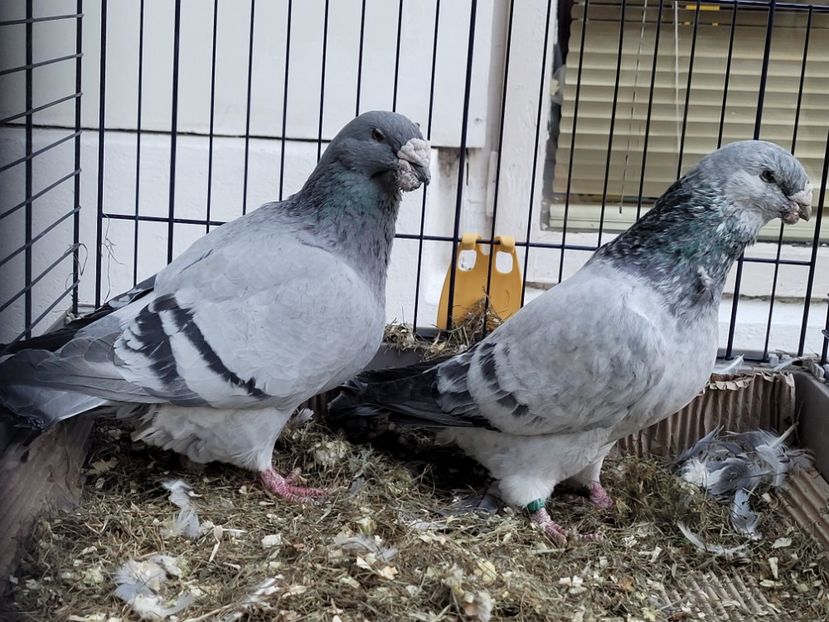  - 0 - 16 dec 2021 Voiajori standard