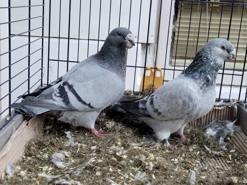  - 0 - 16 dec 2021 Voiajori standard