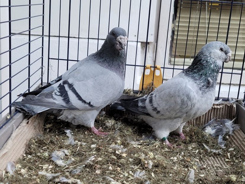  - 0 - 16 dec 2021 Voiajori standard