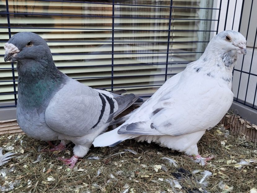  - 0 - 16 dec 2021 Voiajori standard