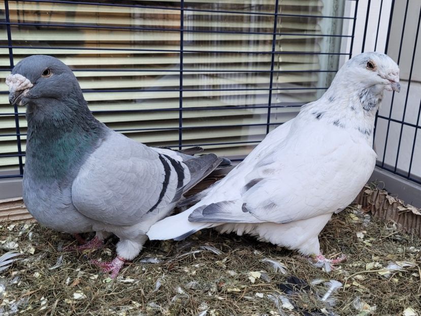  - 0 - 16 dec 2021 Voiajori standard