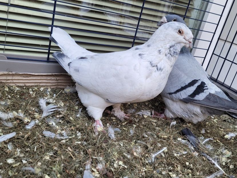  - 0 - 16 dec 2021 Voiajori standard