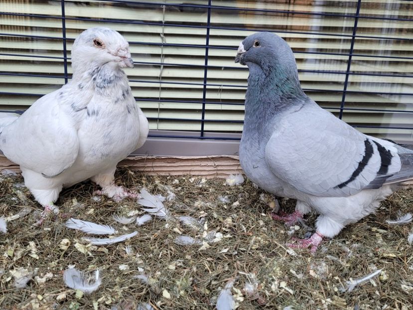  - 0 - 16 dec 2021 Voiajori standard