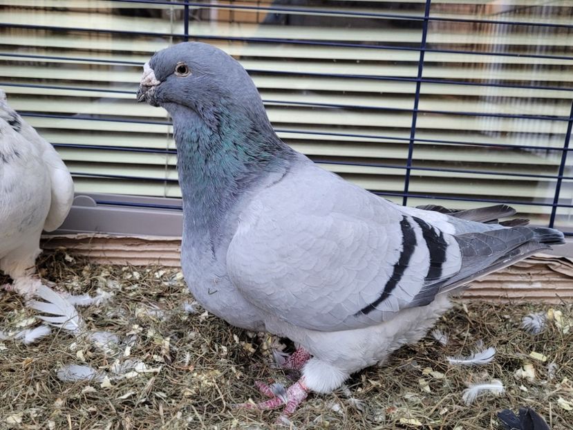  - 0 - 16 dec 2021 Voiajori standard