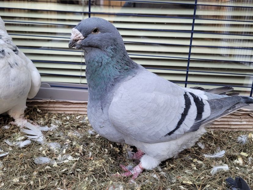  - 0 - 16 dec 2021 Voiajori standard