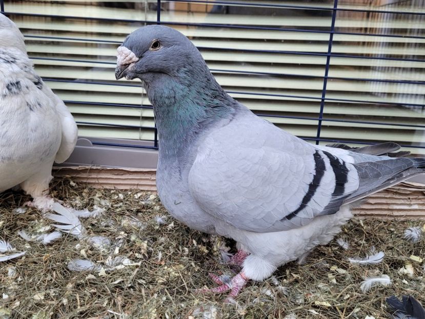  - 0 - 16 dec 2021 Voiajori standard